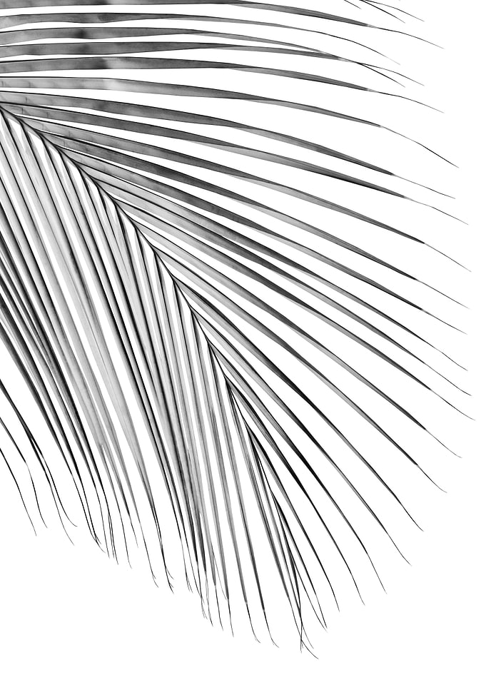 Minimal Silver Gray Palm 1