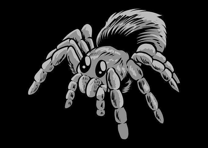 Spider
