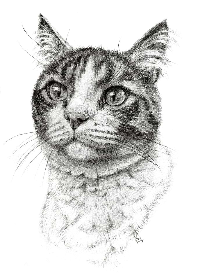 Ginger Cat G21 014