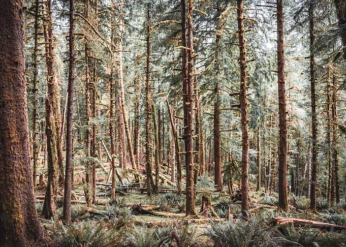 Forest on the Oregon Coast