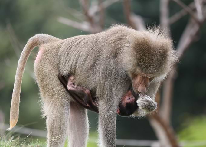 Baboon