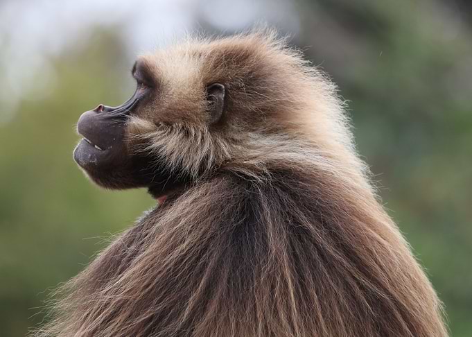 Baboon