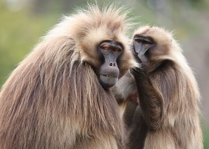 Baboon