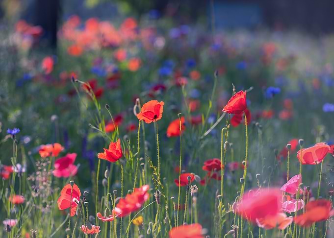 Red poppy flowers, macro