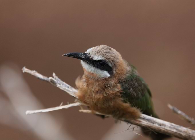 Bee Eater