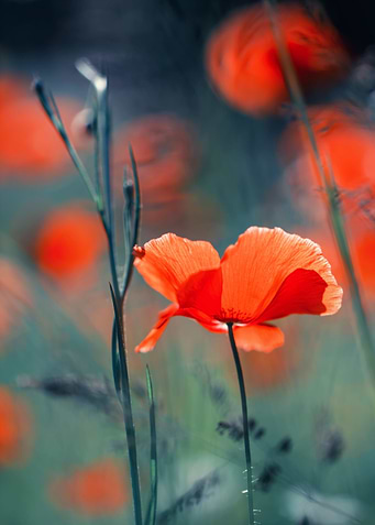 Red field poppies, macro