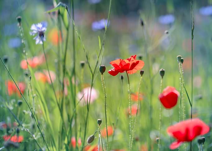 Red field poppy in meadow