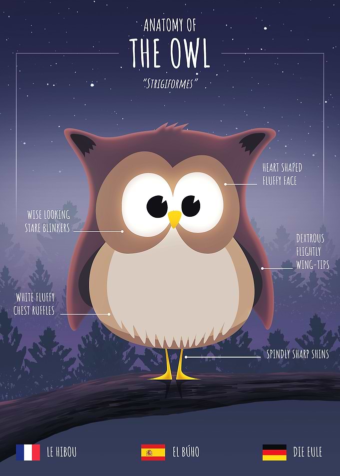 Anatomy of an Owl