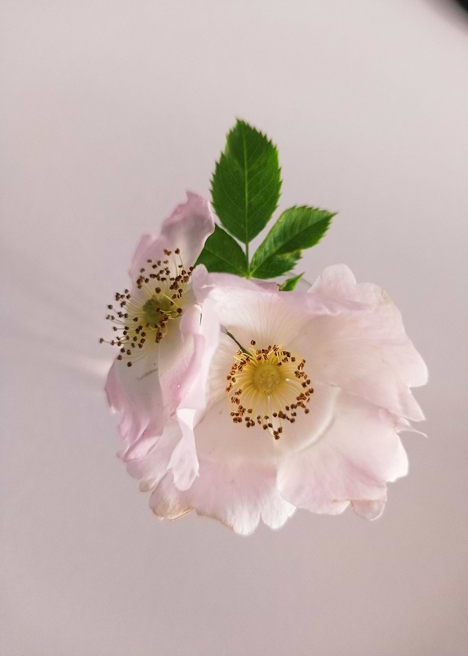 wild rose