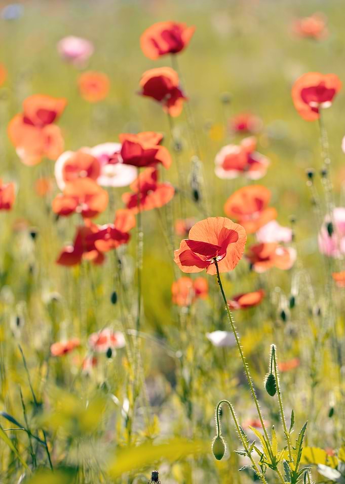 Red field poppies, macro