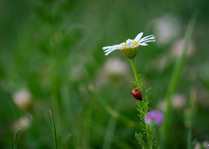 Ladybug on the flower