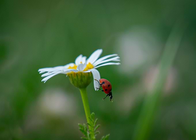 Ladybug on the flower