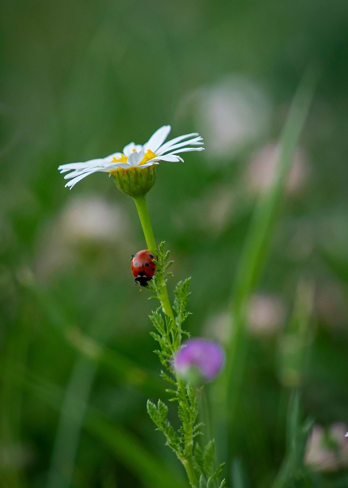 Ladybug on the flower