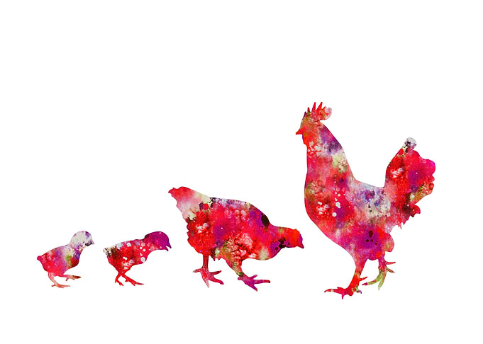 Chicken family