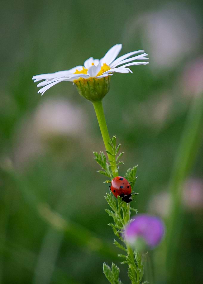 Ladybug on the flower