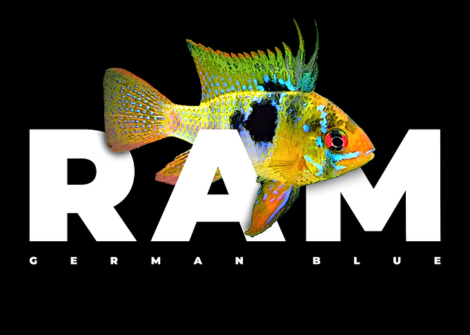 German Blue Ram Cichlid