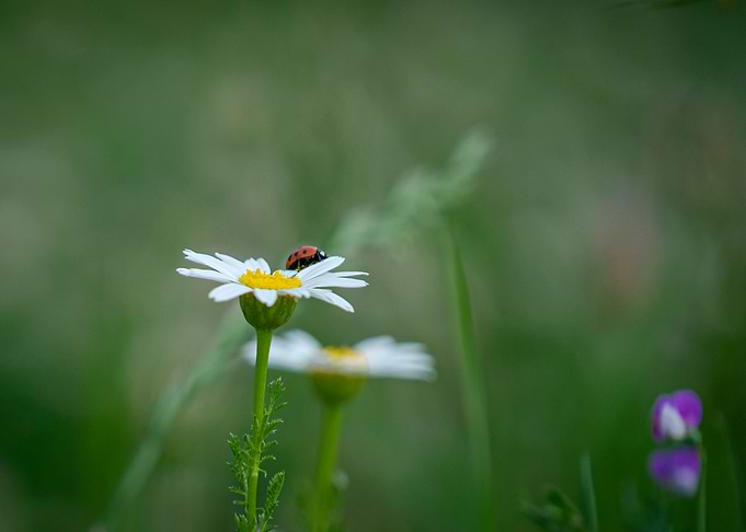 Ladybug on the flower