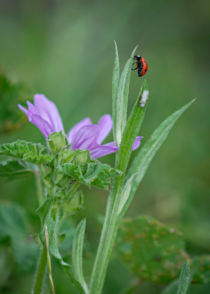 Ladybug on the flower