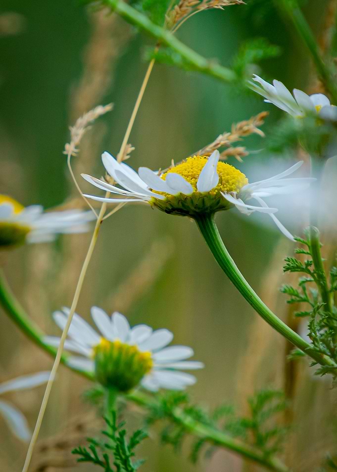Beautiful flowers