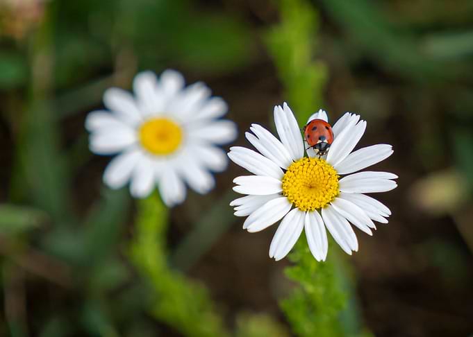 Ladybug on the flower
