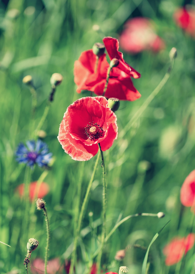 Red field poppies in glade