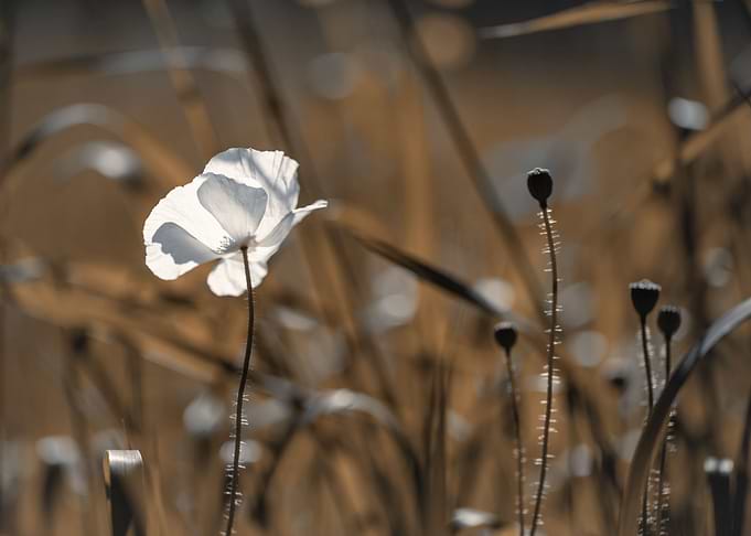 White poppy, meadow