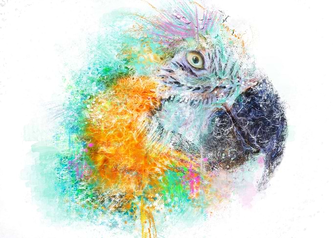 Parrothead