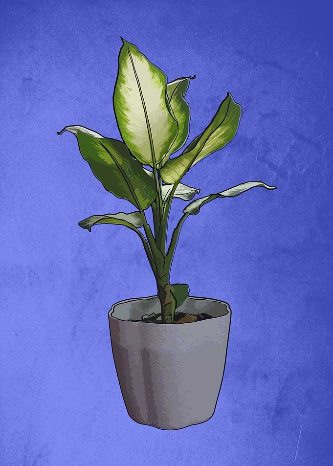 Potted green plant