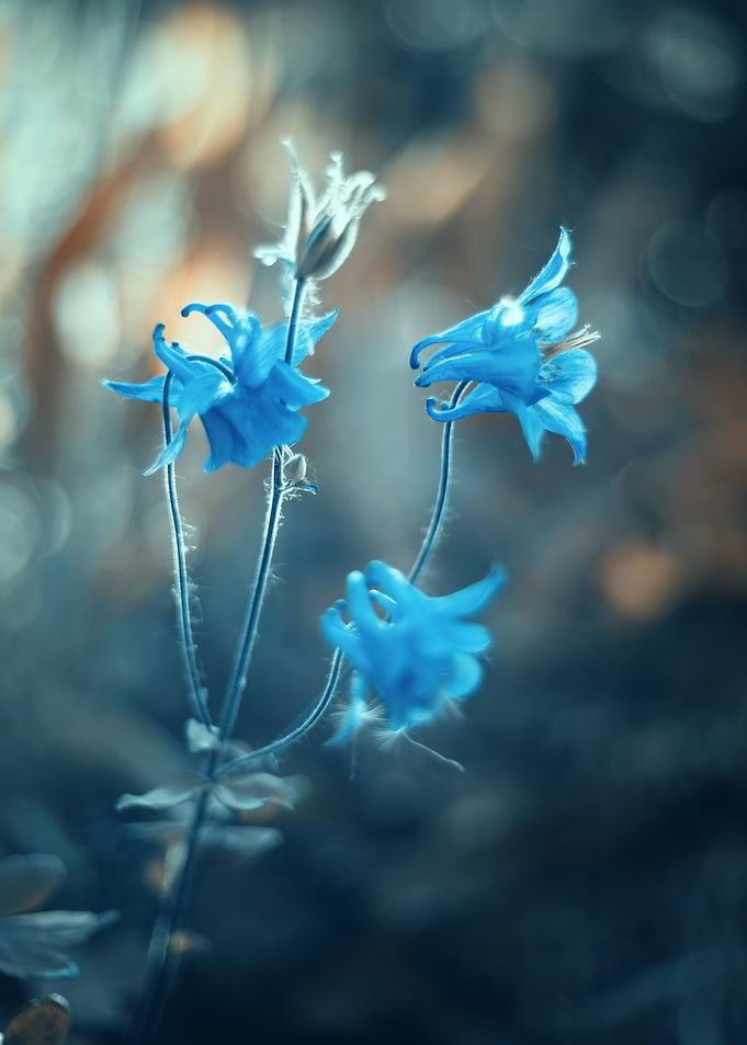 Blue bells, macro flowers