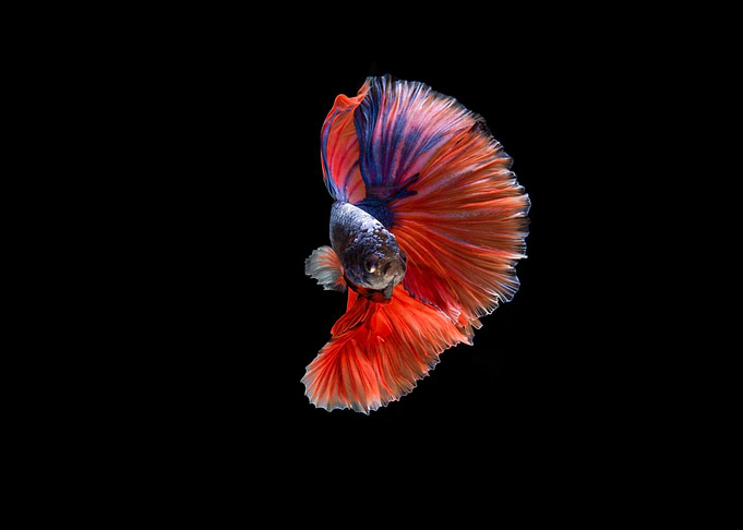 Fish tail swirl