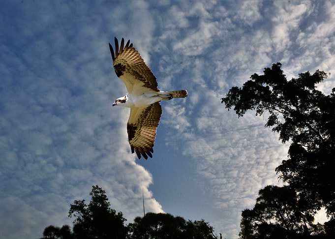 flight of the osprey