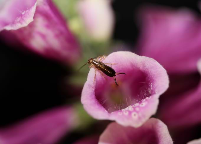 Purple flower blossoming