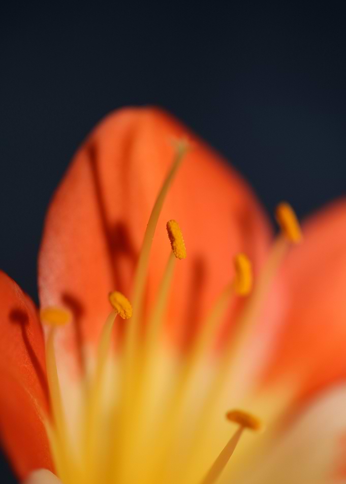 Orange clivia flower macro