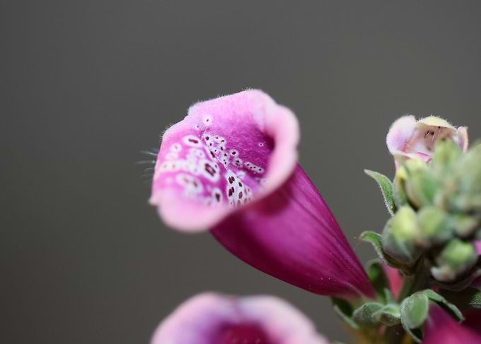 Purple purpurea flowering