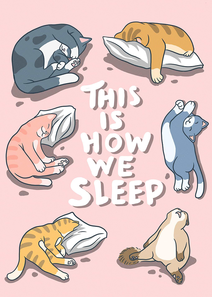 funny Sleepy Cat