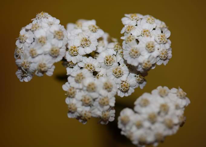 White flower blossom macro