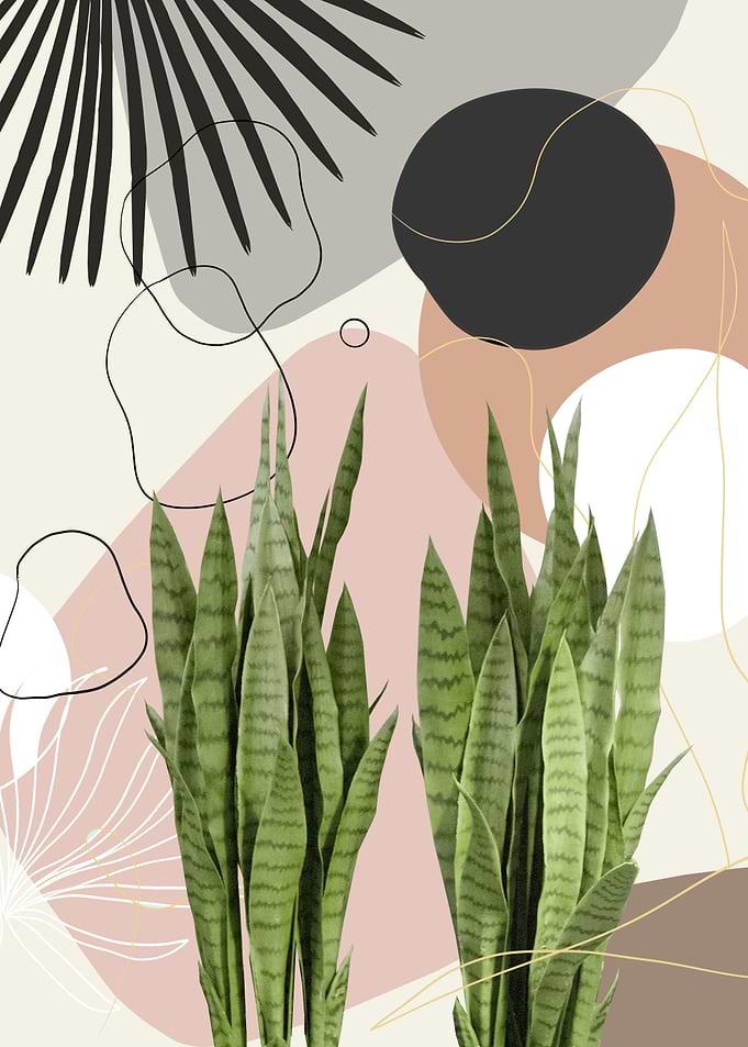 Snake Plant Fan Palm 1