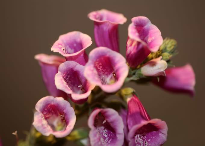 Purple purpurea flowering