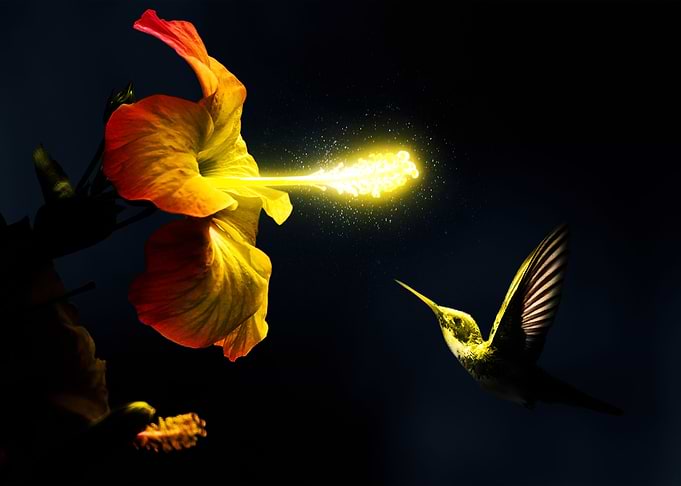 Luminous Humming Bird