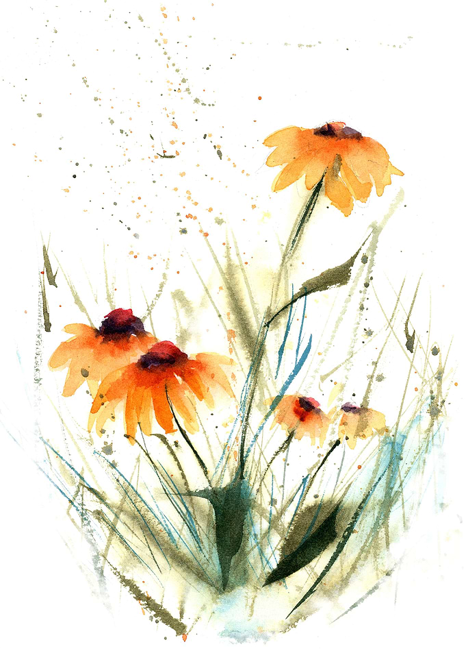 black eyed susan