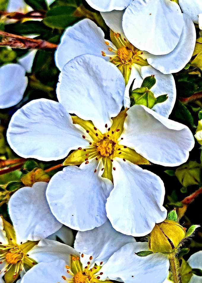 Wild Roses