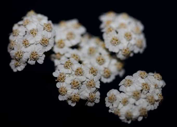 White flower blossom macro