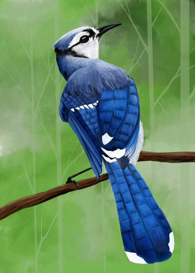 Blue jay