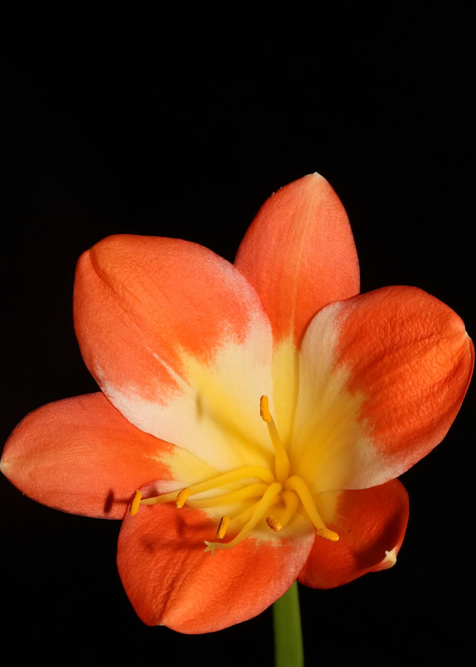 Orange clivia flower macro