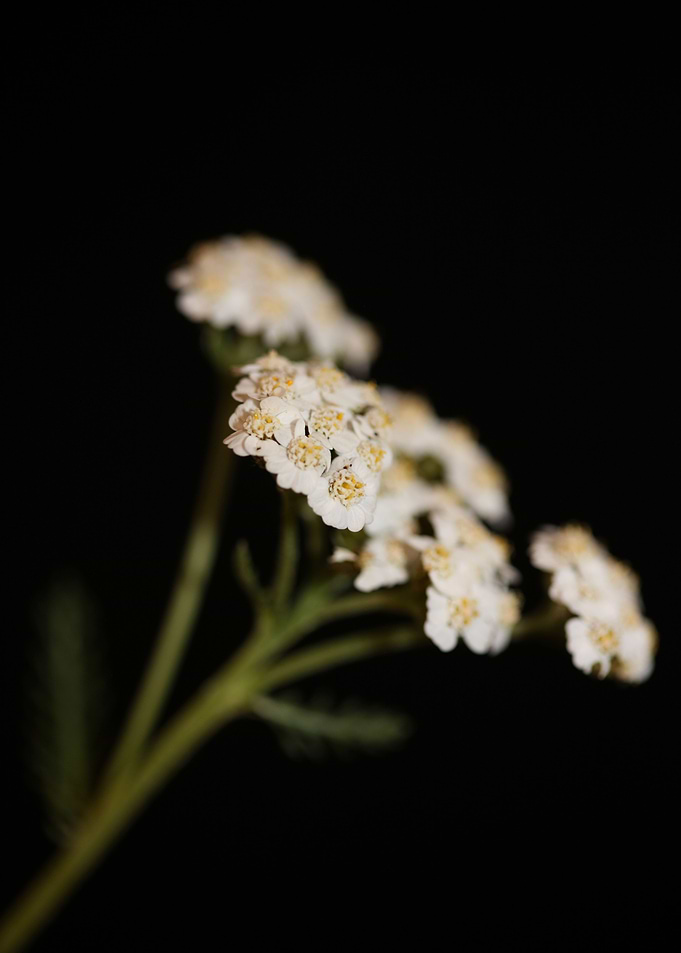 White flower blossom macro