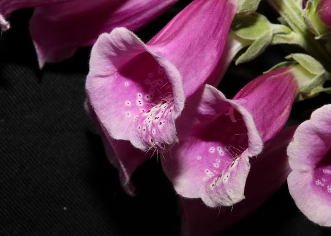 Purple purpurea flowering