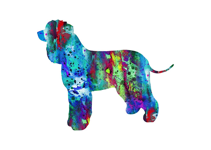 Irish Water Spaniel
