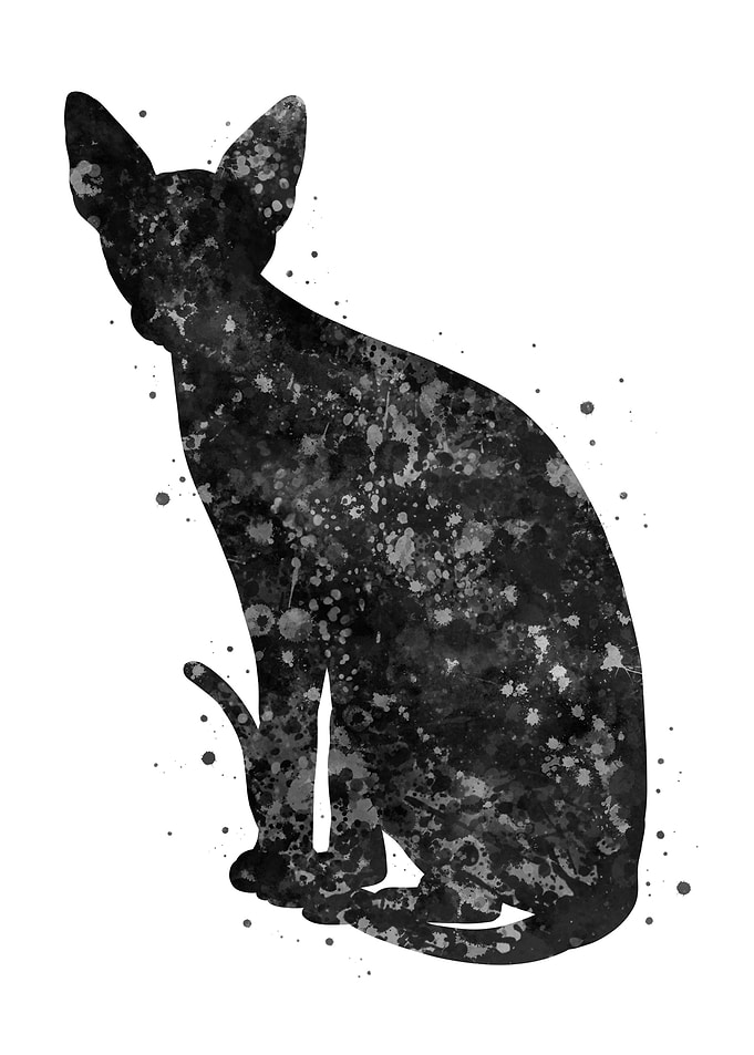 Sphynx cat