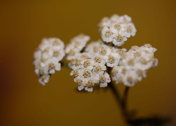 White flower blossom macro