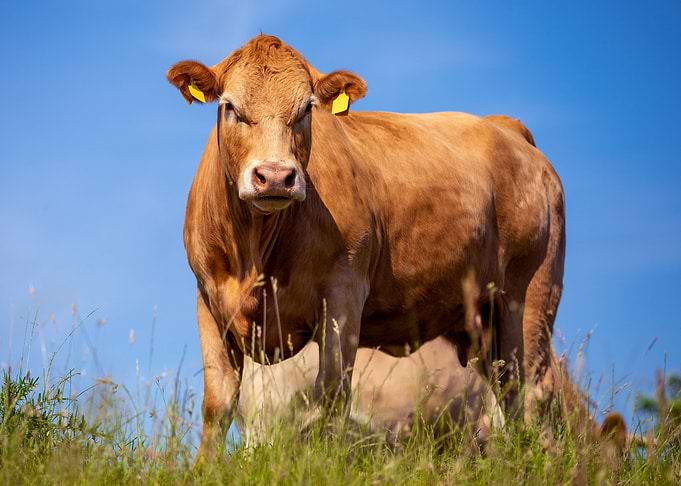 Brown cow